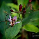 Tricyrtis lasiocarpa - 