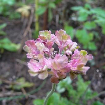 Scabiosa 'Magic'