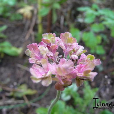 Scabiosa 'Magic' - 