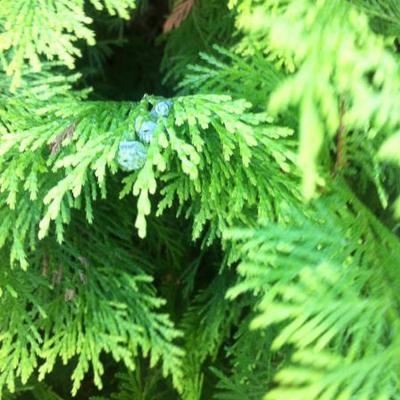 Thuja occidentalis - 