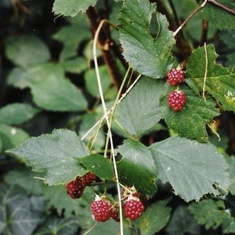 Rubus