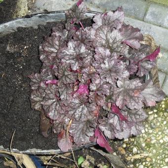 Heuchera 'Plum Pudding'