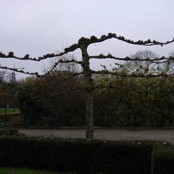 Tilia x europaea 'Pallida'