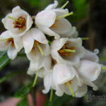 Vaccinium ovatum - 