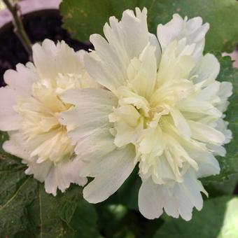 Alcea rosea