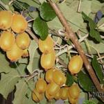 Actinidia arguta - Scharfzähniger Strahlengriffel