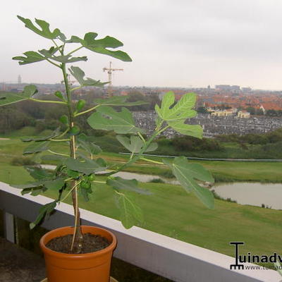 Ficus carica - 