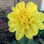 Dahlia 'Kelvin Floodlight' - 