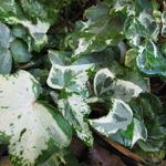 Hedera helix 'Kolibri' - 