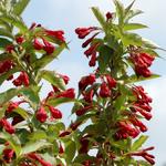 Weigela florida 'Red Prince' - 