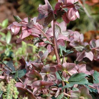 Helleborus x ericsmithii 'Pirouette'