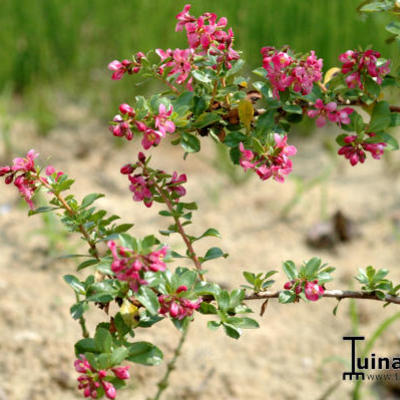 Escallonia ‘Donard Seedling’