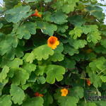 Tropaeolum tuberosum - Knollige Kapuzinerkresse