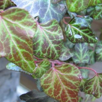 Hedera helix 'Glymii'