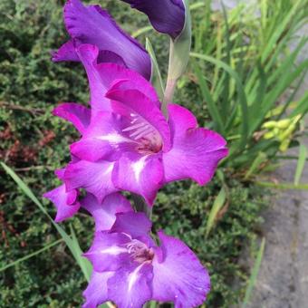 Gladiolus 'Blue Isle'