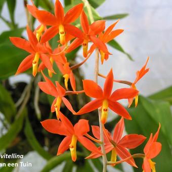 Prosthechea vitellina