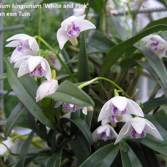 Dendrobium kingianum 'White and Pink'