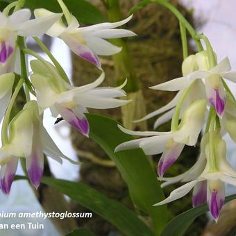 Dendrobium amethystoglossum