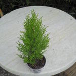 Cupressus macrocarpa 'Wilma' - 