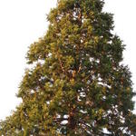 Sequoiadendron giganteum - Riesenmammutbaum