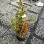 Cryptomeria japonica 'Pipo' - 