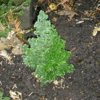 Chamaecyparis thyoides 'Top Point'