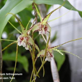 Dendrobium tetragonum