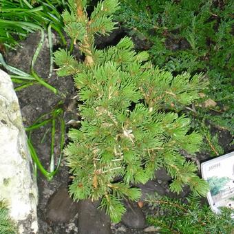 Picea pungens 'Lucky Strike'