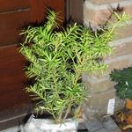 Taxus x media 'Densiformis' - 