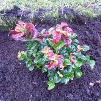 Leucothoe axillaris 'Curly Red'