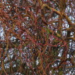 Salix 'Erythroflexuosa' - 