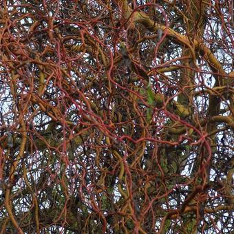 Salix 'Erythroflexuosa'