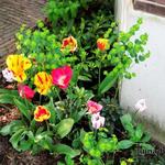 Tulipa 'Rembrandt' - 