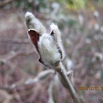 Magnolia stellata