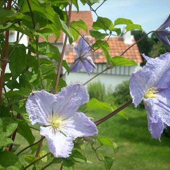 Clematis