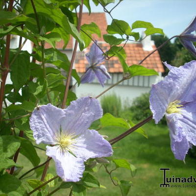 Clematis - 