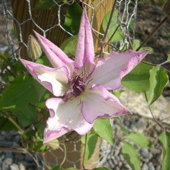 Clematis