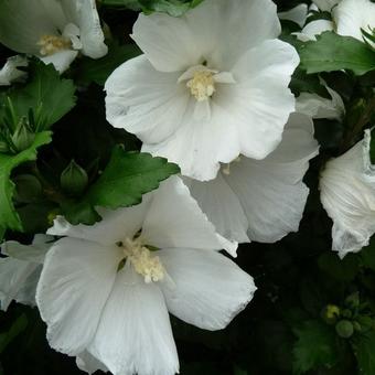 Hibiscus syriacus 'W.R. Smith'