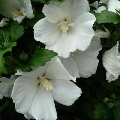 Hibiscus syriacus 'W.R. Smith' - 