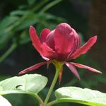 Calycanthus x raulstonii 'Hartlage Wine' - Calycanthus x raulstonii 'Hartlage Wine'