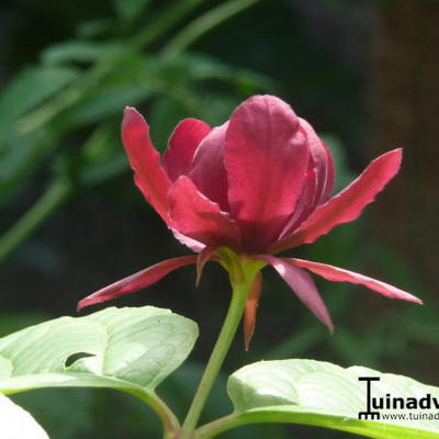 Calycanthus x raulstonii 'Hartlage Wine' - Calycanthus x raulstonii 'Hartlage Wine'