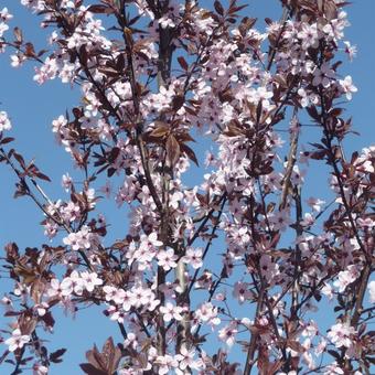 Prunus cerasifera 'Nigra'