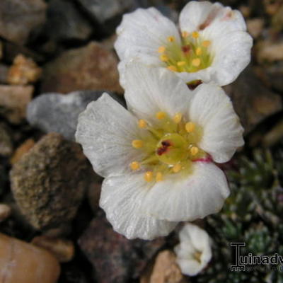 Saxifraga x salmonica 'Schreineri' - 