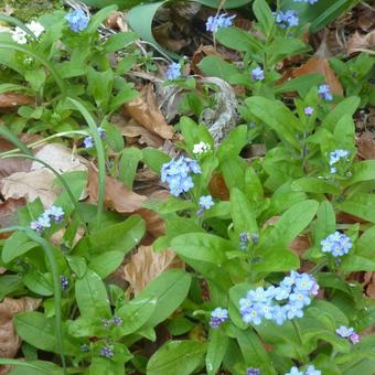 Myosotis alpestris