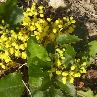 Mahonia aquifolium 'Apollo'