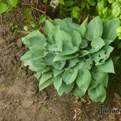 Hosta 'Blue Cadet'