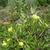 Oenothera macrocarpa