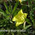 Oenothera macrocarpa