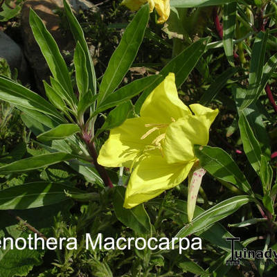 Oenothera macrocarpa - Oenothera macrocarpa