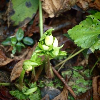 Helleborus orientalis